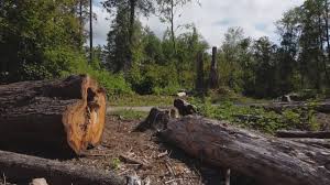 Best Seasonal Cleanup (Spring/Fall)  in Trafford, PA