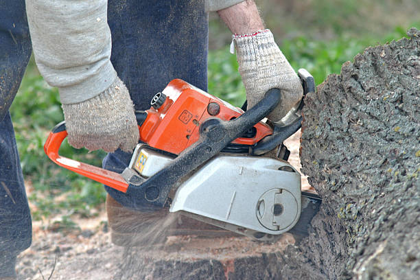 Tree and Shrub Care in Trafford, PA