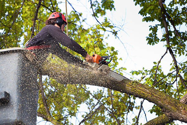 How Our Tree Care Process Works  in  Trafford, PA