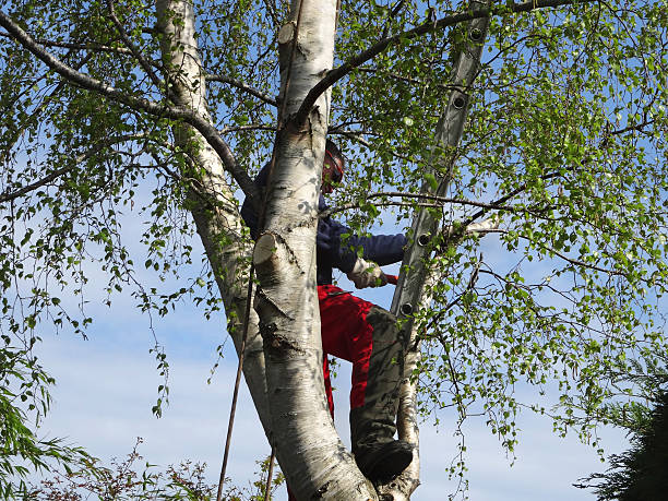 Best Emergency Tree Removal  in Trafford, PA